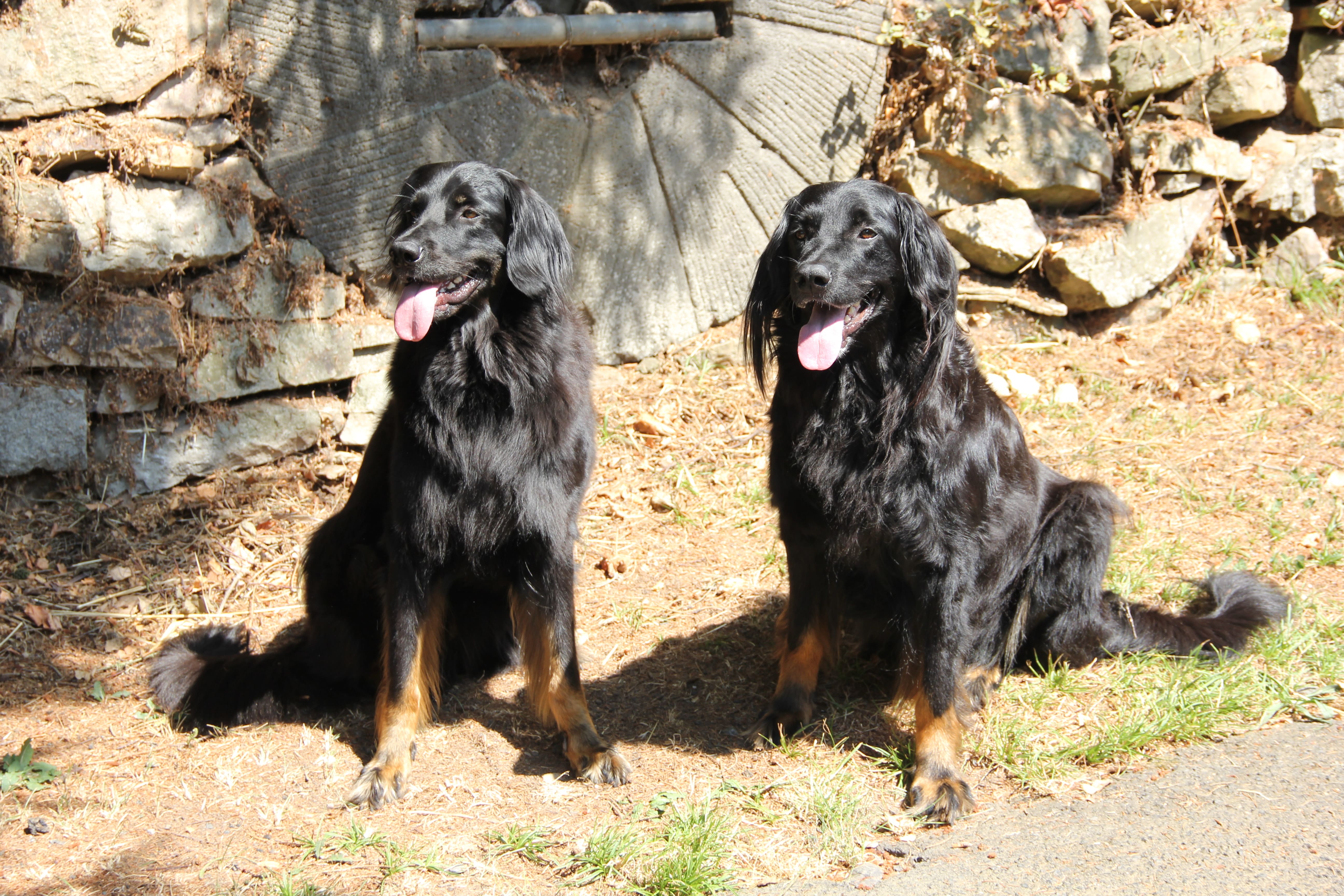 Coco und Diva von der Hüttenmühle